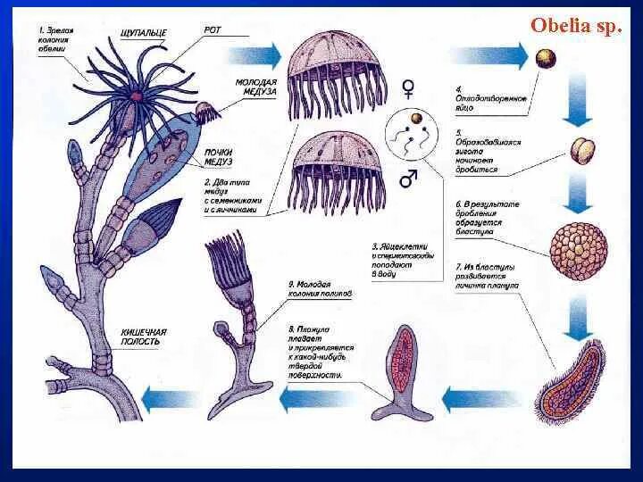 Какие клетки у кишечнополостных обеспечивают процесс регенерации. Полип обелия строение. Жизненный цикл обелии. Жизненный цикл ГИДРОИДА Obelia. Строение колонии Obelia.