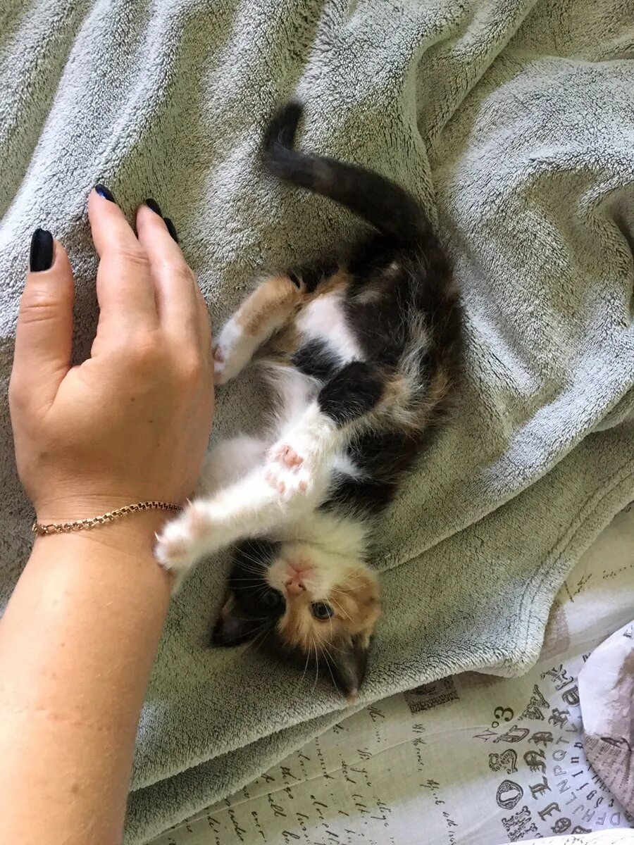 Кот 2 дня. Котята несколько дней. котенок 2 дня. котята которым 2 дня. маленькие котята которым 2-3 дня.