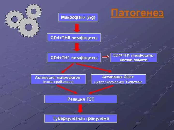 Макрофаги 4. Активация макрофагов. Макрофаги CD. Тн1 лимфоциты. Макрофаги классификация.