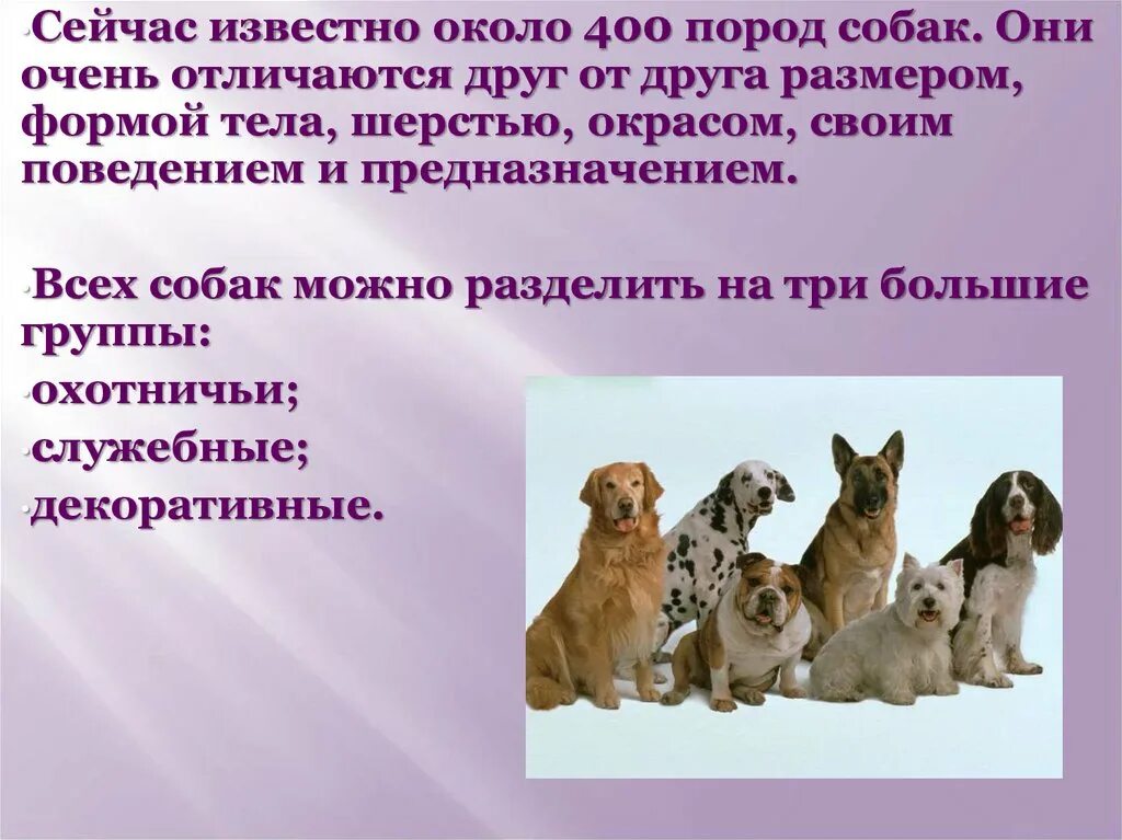 Кошки и собаки 2 класс. Собака для презентации. Презентация по собаке. Породы кошек и собак презентация. Проект породы собак.