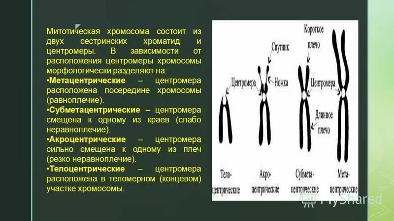 Акроцентрические хромосомы человека. Хромосомы в зависимости от положения центромеры. Хромосомы в зависимости от расположения центромеры. Типы хромосом в зависимости от расположения центромеры. Участки хромосом называют