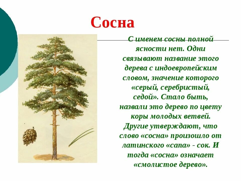 Текст про сосну