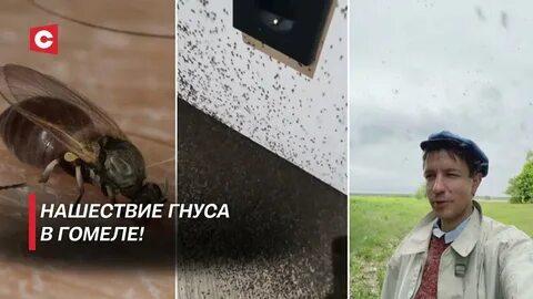 Когда закончится мошкара в гомеле