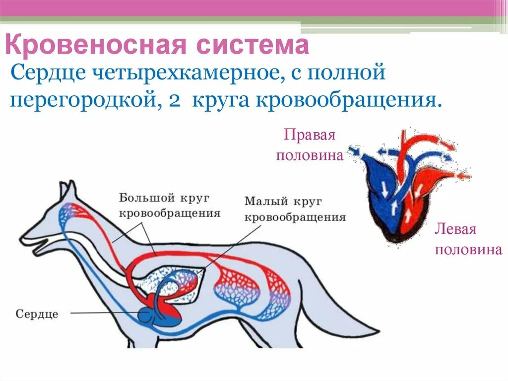 Внутреннее строение млекопитающего кровеносная система собаки. Строение кровеносной системы млекопитающих. Внутреннее строение млекопитающих 7 класс биология. Внутреннее строение млекопитающих схема. Особенности кровообращения млекопитающих