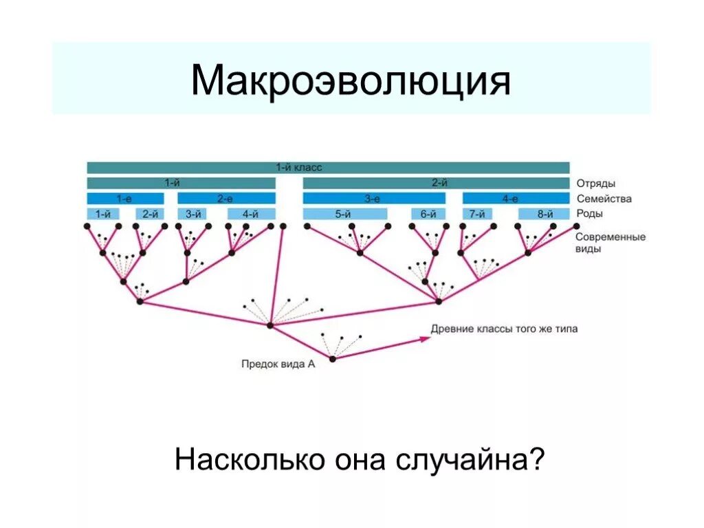 Макроэволюция 11 класс биология конспект. Макроэволюция. макроэволюция схема. направления макроэволюции схема. понятие макроэволюции.
