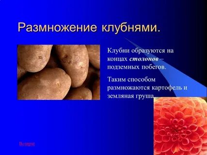 Как размножается картофель