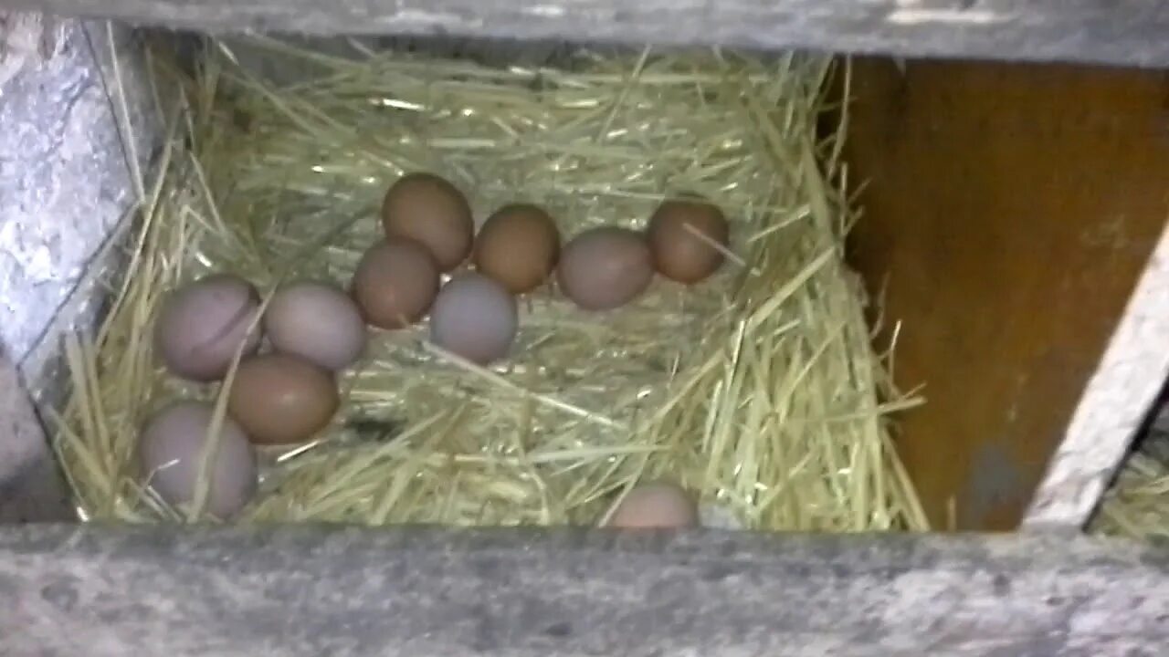 К чему снится собирать много куриных яиц. Инкубация Ломан Браун. Инкубация кур Ломан Браун. Какие яйца несут брауны. Как мыши воруют яйца из курятника видео.