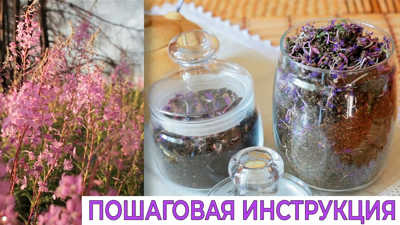 Сушка лекарственных растений. Чай травки. Иванчай способы заготовки ферментация. Иванчай способы заготовки ферментация. Иванчай способы заготовки ферментация.