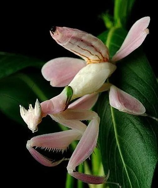 La bellezza della mantide orchidea. Orchidea, Animali, Bellezza