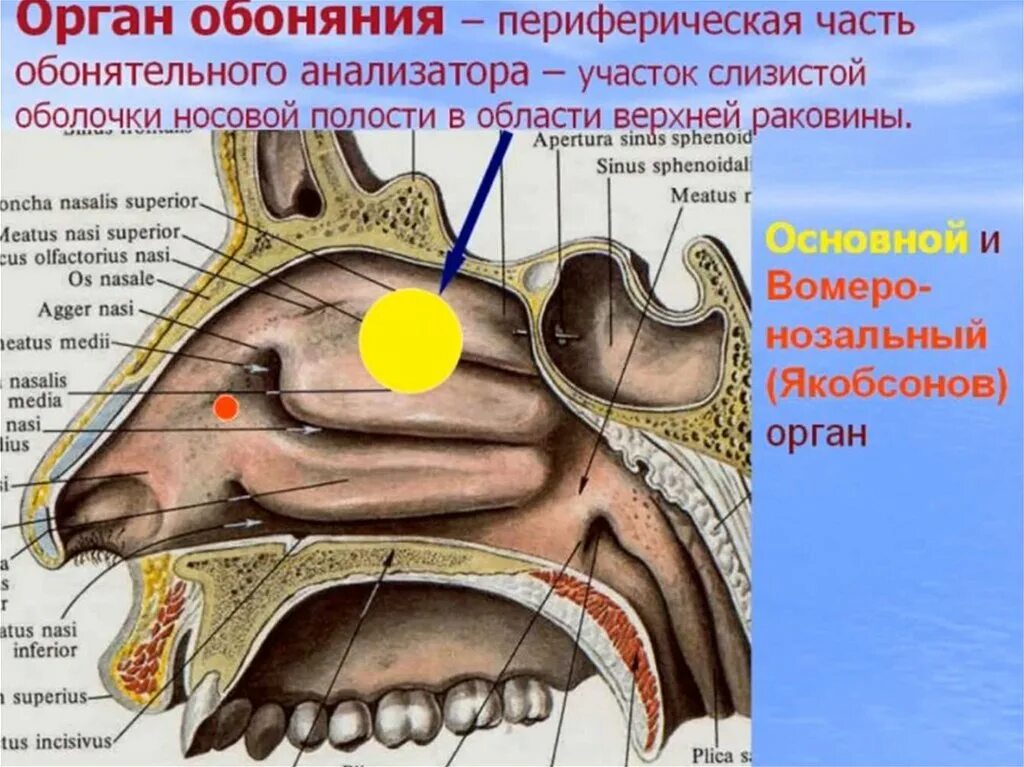 Орган обоняния отделы