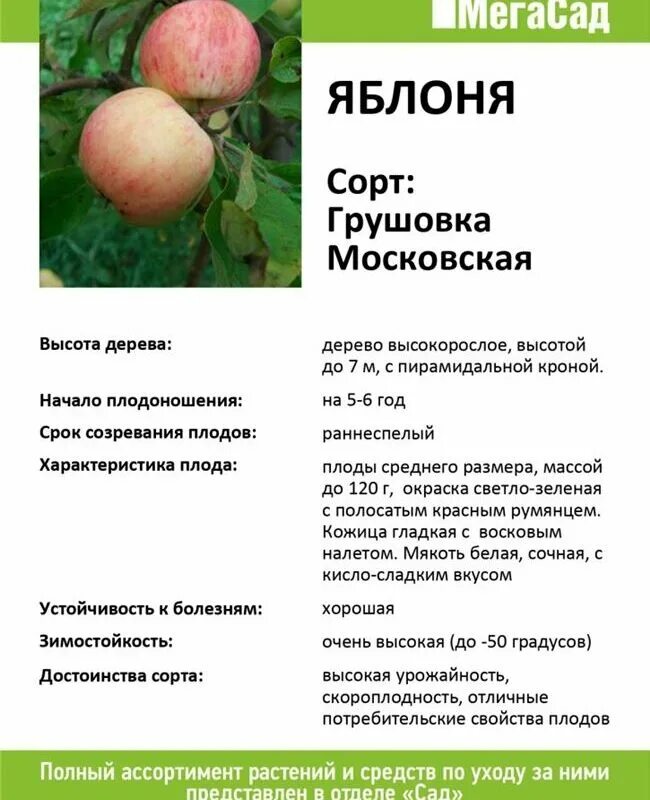 Характеристика сорта яблок. Сорт яблок Грушовка Московская. Карликовые яблони Московская Грушовка. Яблоня сорт Грушовка Московская. Яблоня Грушовка Московская ранняя.