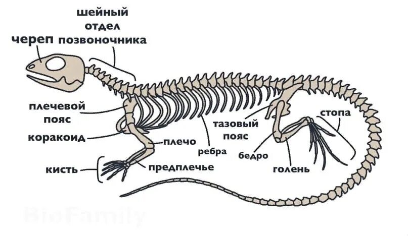 Рептилии ребра. Скелет пресмыкающихся грудная клетка. Шейный отдел пресмыкающихся. Осевой скелет рептилий. Отделы позвоночника пресмыкающихся.