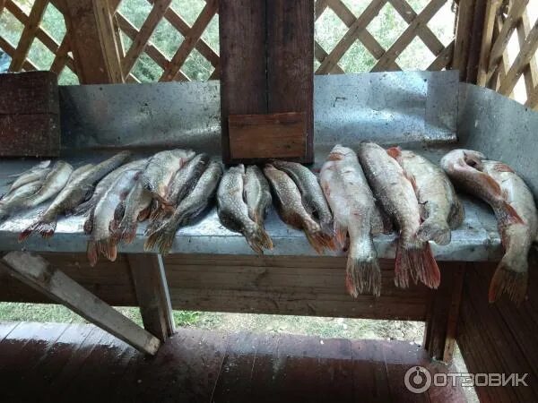 Олигри фиш. Олигри фиш. Астрахань каралат. Олигри фиш. Ulov-fishing краснодар.