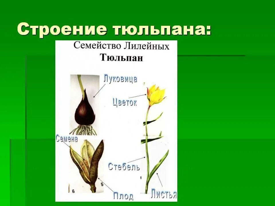 Какой тип питания характерен для тюльпана. Семейство Лилейные строение тюльпана. Строение луковицы тюльпана. Строение цветка тюльпана. Строение плода тюльпана.