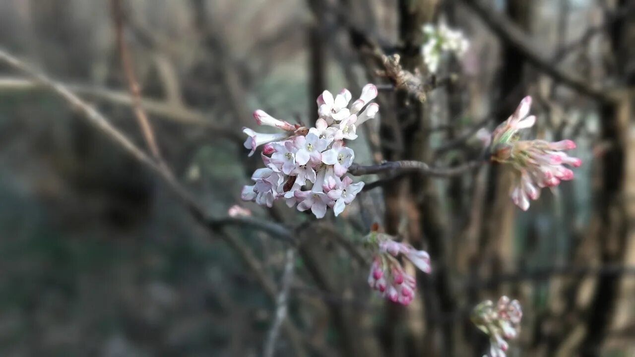 Сирень в ноябре. Сирень зацвела в ноябре. Сирень в ноябре в Калининграде. Цветущий растения Калининграда.