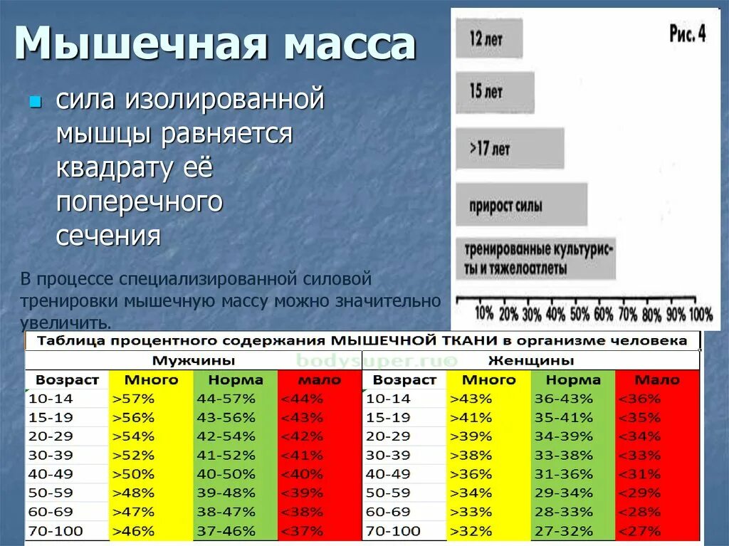 Процент соотношения мышечной массы жира. Норма мышечной массы в организме. Мышечная масса норма. Мышечная масса норма у женщин.