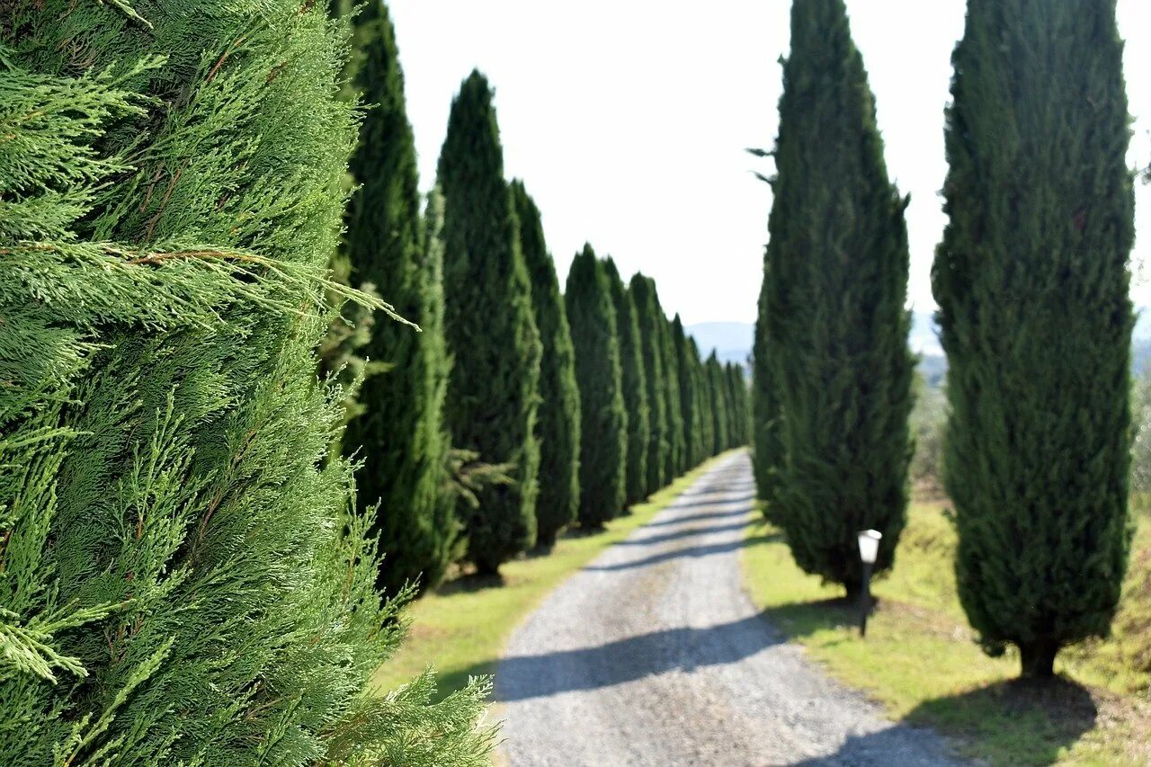 Семейство вечнозеленых. Кипарис Феодосия. Кипарис вечнозеленый (Cupressus sempervirens). Кипарис - Cupressus. Кипарис Пирамидалис.