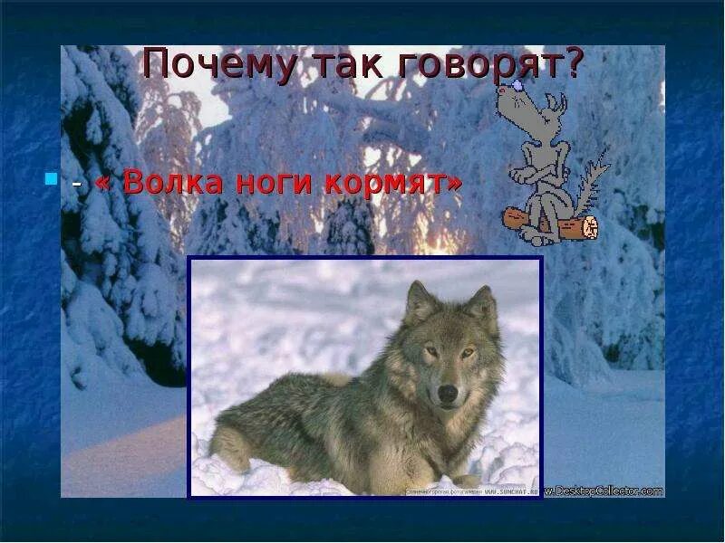 Пословицы волка ноги. Волка ноги кормят. волка ноги кормят значение. волка ноги кормят картинка. фразеологизм волка ноги кормят.