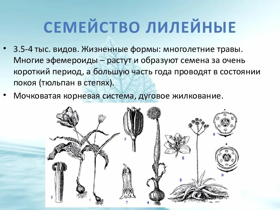 Виды естественных семейств. Жизненные формы лилейных растений. семейство лилейные распространение семян. семейство лилейные жизненные формы. семейство лилейные корневая система.