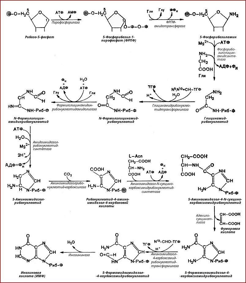 Происходит синтез нуклеиновой кислоты. Схема синтеза пуриновых нуклеотидов. Биосинтез пуриновых нуклеотидов de novo. Синтез пуриновых нуклеиновых. Синтез пуриновых нуклеотидов из инозиновой кислоты.