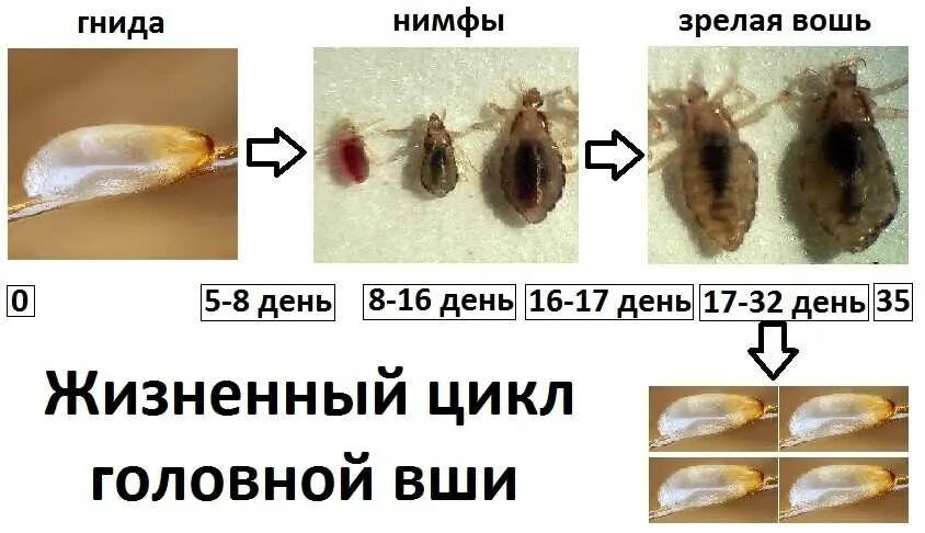 Сколько яиц откладывают вши