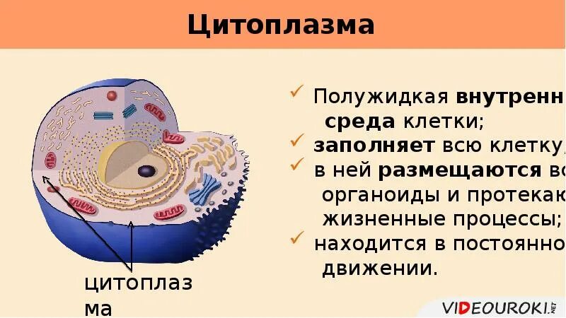 Что находится внутри цитоплазмы Цитоплазма обеспечение