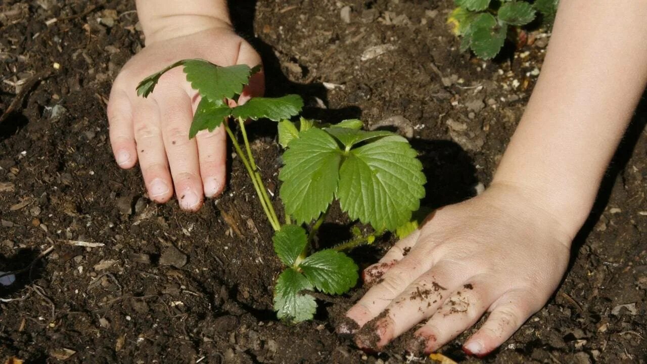 Какую клубнику можно пересаживать. Посадка клубники. Саженцы клубники. Клубника открытый грунт. Пересадить клубнику.