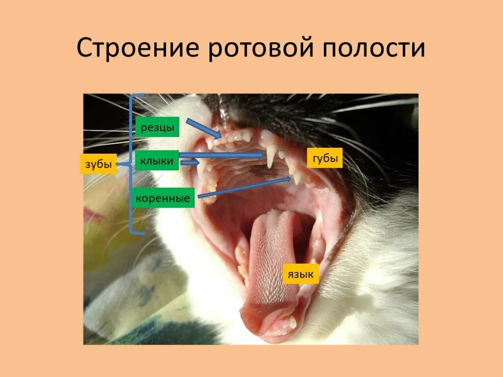 Строение ротовой полости млекопитающих. Внутреннее строение зуба млекопитающих. Строение ротовой полости кошки.