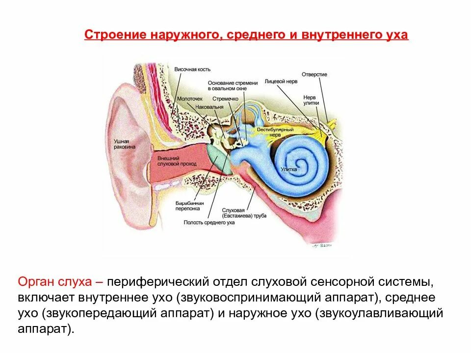 Строение строение слухового анализатора. Строение слухового анализатора анатомия. Отделы слухового анализатора физиология. Отделы дистальной части слухового анализатора. Практическая работа изучение строения органа слуха