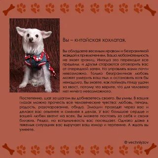 Контрольная работа по собачьему сердцу