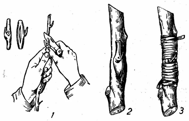 Сирень прививка окулировкой. Размножение сирени окулировкой. Сирень размножение прививкой. Прививка улучшенной копулировкой. Прививка сирени