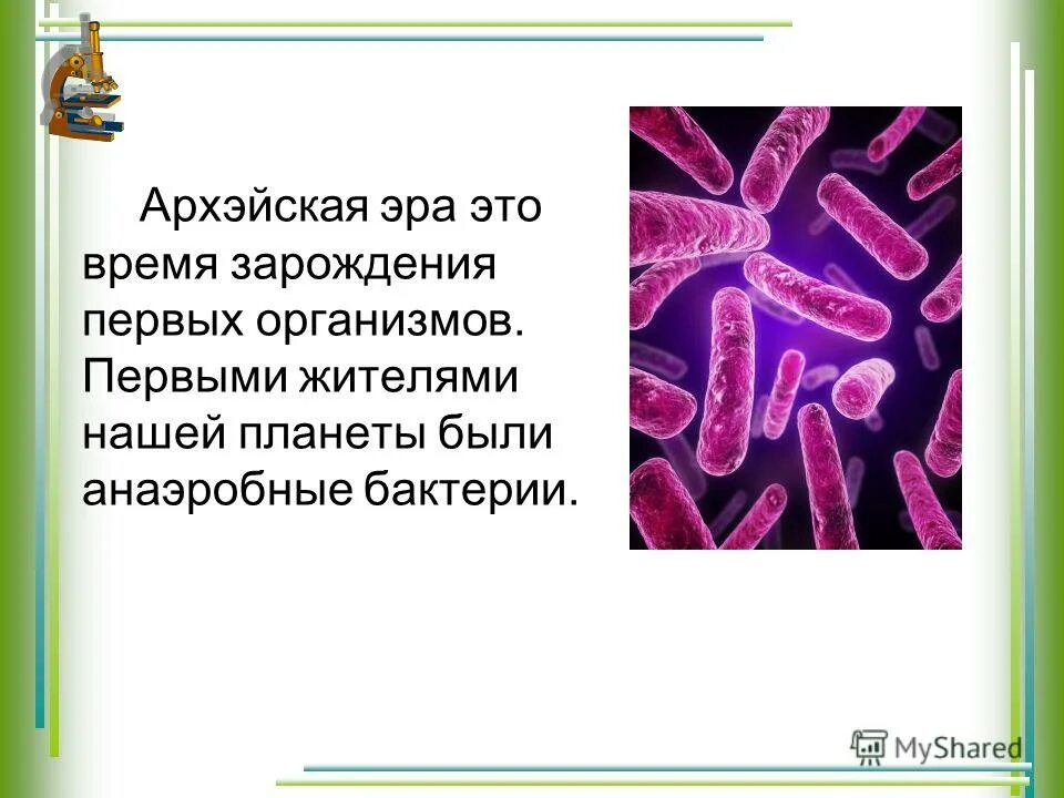 Где зародились первые простейшие организмы