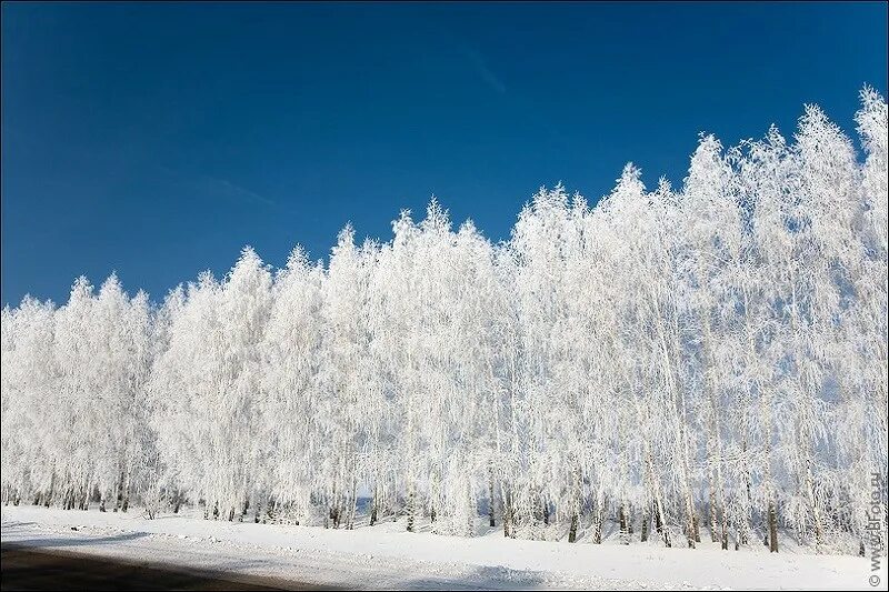 листья в инее. иней в городе. изморозь. замерзшие деревья. иней на ветках деревьев.