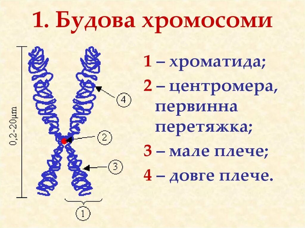 Структура и строение хромосом. Схема хромосом и хроматид. Строение хромосомы хроматиды. Структурные компоненты хромосом.