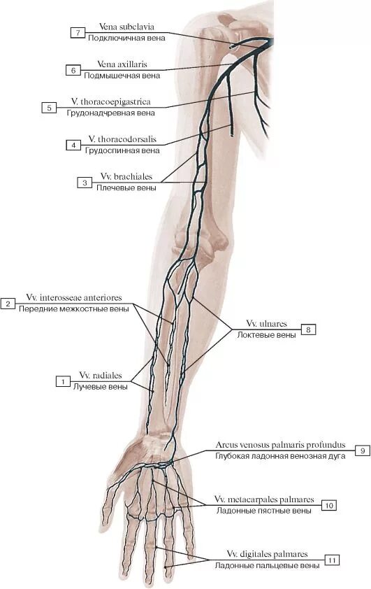Вены верхних конечностей анатомия