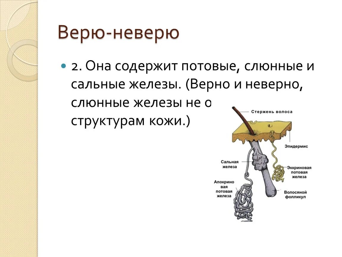 Слюнные сальные железы. Потовые и сальные жел. Слюнные потовые сальные железы. Какие функции потовых и сальных желез