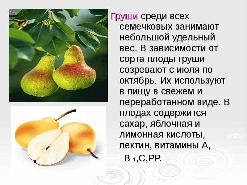 Интересные сведения об овощах. Использование груши. Рассказ про грушу. Сообщение о груше. Груша для презентации.
