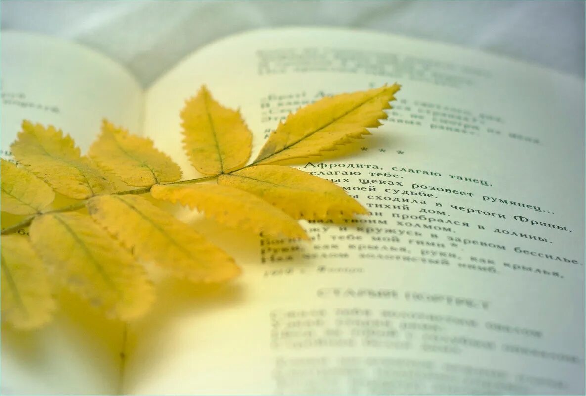 Книга желтый лист. Книги про осень. Лист книги. Желтые листья книги. Раскрытая книга осень.