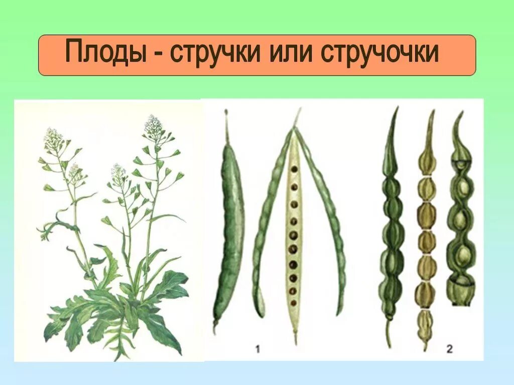 Семейство крестоцветные плод стручок. Стручок и стручочек крестоцветные. Стручочек крестоцветных. Плод стручок и стручочек. Для крестоцветных характерны плоды