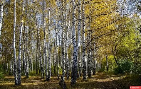Текст в роще осенью