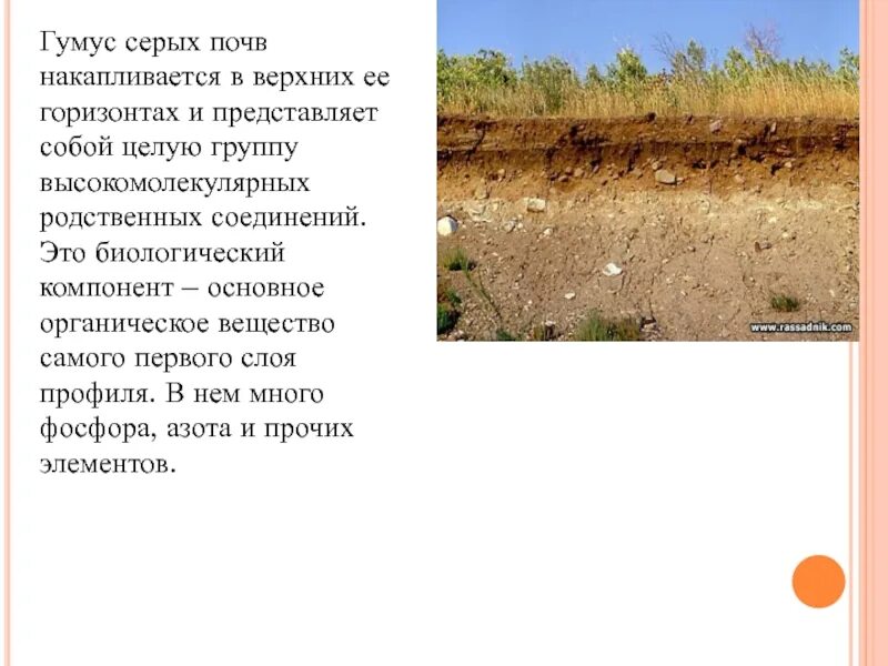 Характеристика серой почвы. Свойства серых лесных почв. Серые лесные почвы почвы. Характеристика серой лесной почвы. Характеристика серой почвы.