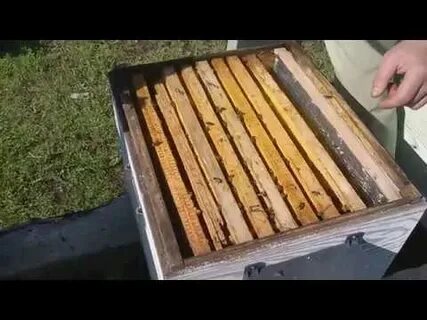Сыта для пчел весной