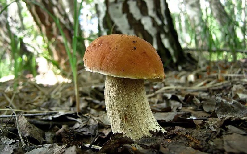 Белый гриб берёзовый boletus betulicola. Боровик на березе. Боровик дубовый. Белый гриб боровик березовый. Грибы в березовом лесу.