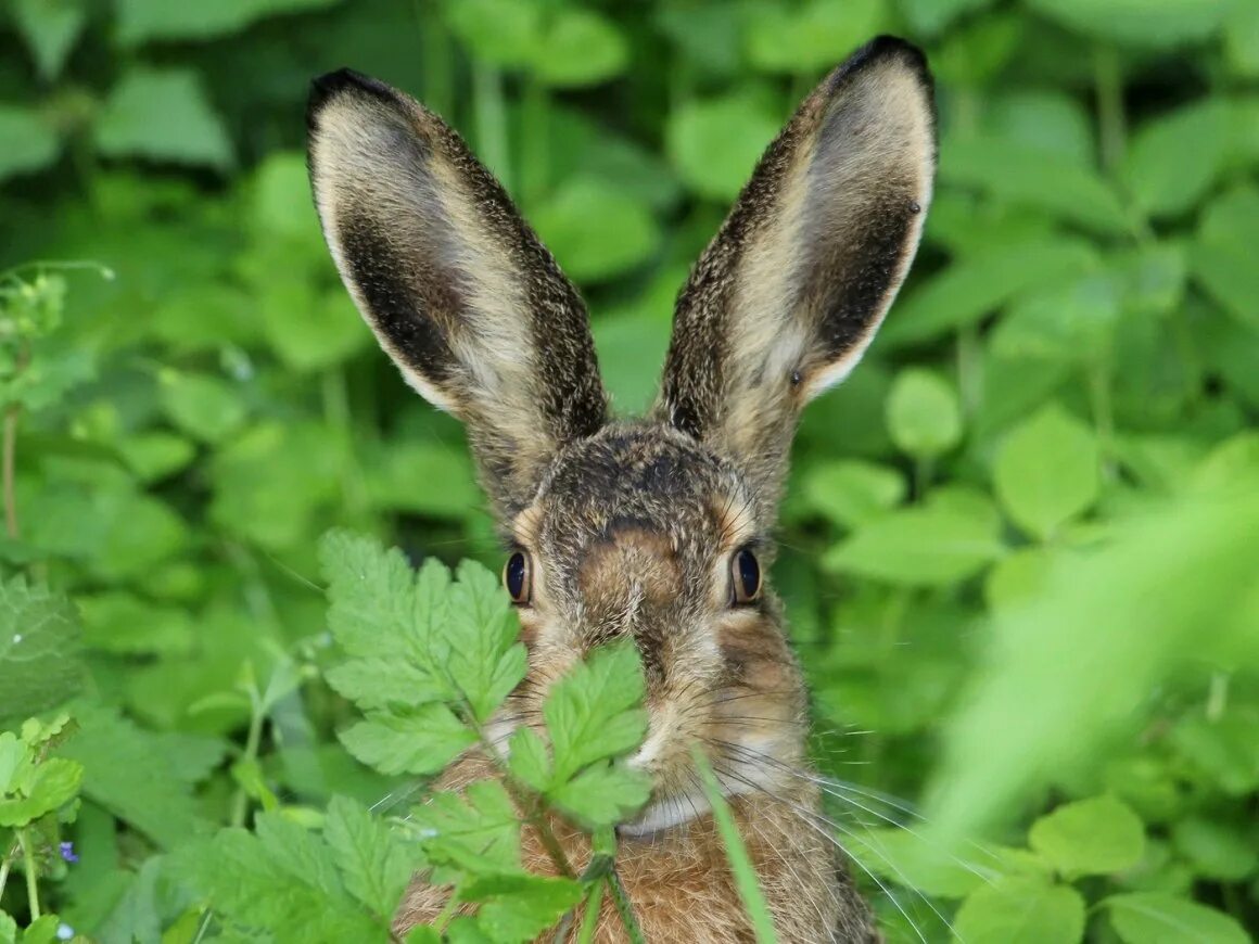 Иберийский заяц Португалия. Заяц в лесу. Заяц под кустом. Заяц в кустах.