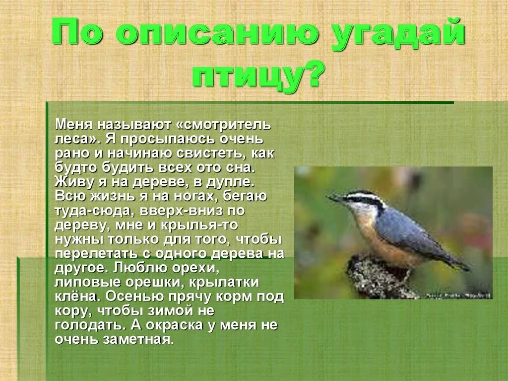 Уровень 83 птичка проспала. Угадай птицу по описанию. Кого называют смотритель леса. Смотритель леса птица. Каго называют сматрителем леса.