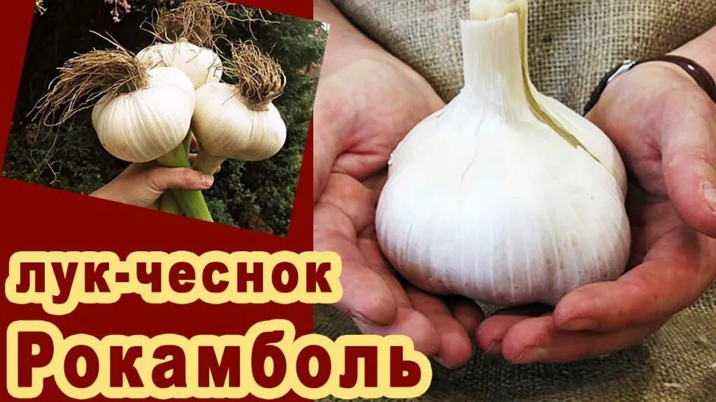 Что такое РОКАМБОЛЬ - лук или чеснок? Сад Жизни Дзен