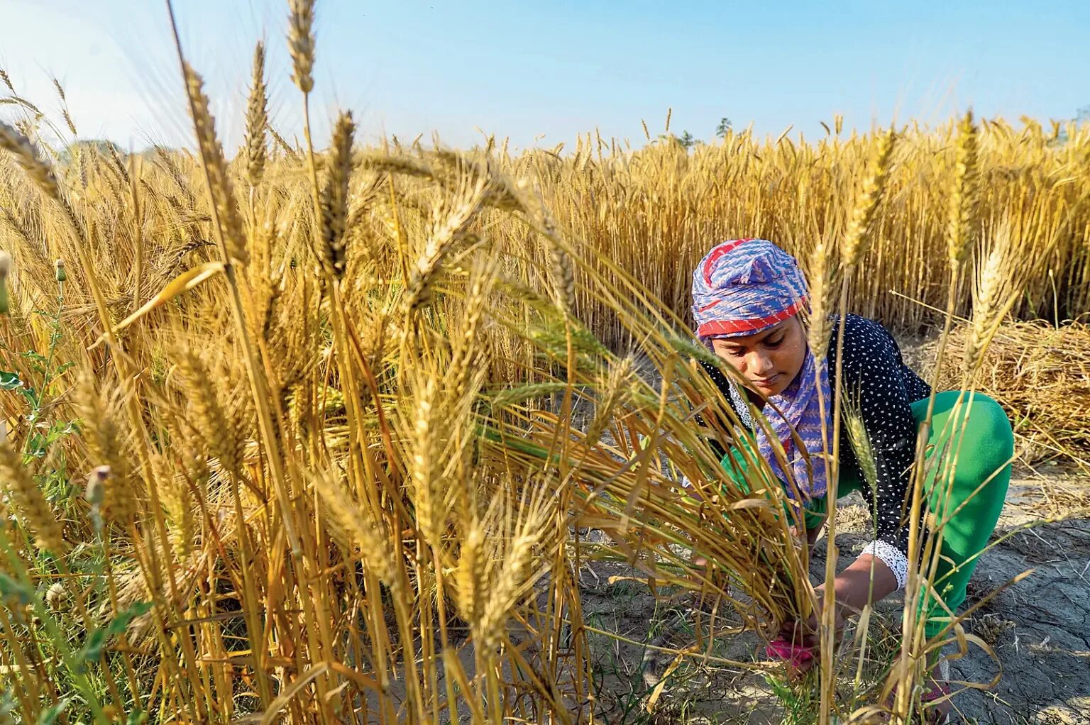 Индия пшеница. Crop in fields. Агрокультура Добрунь. Farmers on the field Harvest. In northern india they harvest their