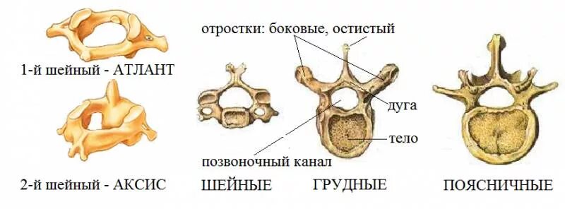 Отличие отделов позвоночника. Строение позвонков человека анатомия. Строение шейных грудных и поясничных позвонков. Анатомия позвонков шейного отдела. Строение шейного грудного и поясничного позвонка.