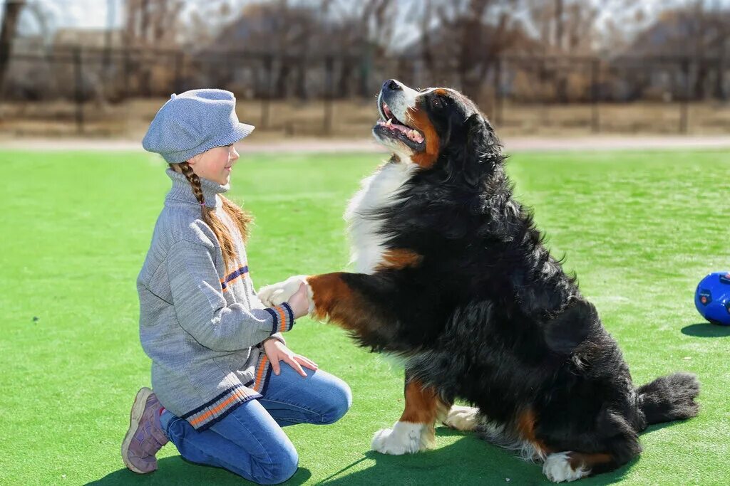 питомник животных. приют для бездомных собак. питомник животных. сайт питомников собак. приют для бездомных собак в москве.