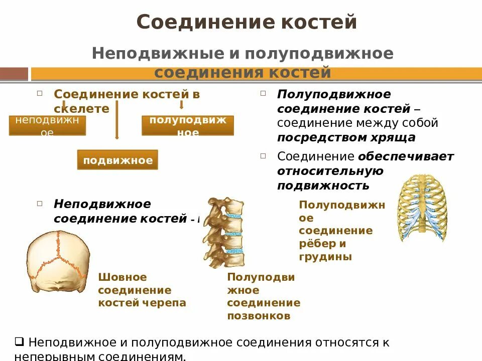 Полуподвижные и неподвижные кости. Строение и соединение костей тела человека. Строение подвижного соединения костей. Типы соединения костей и их характеристика. Неподвижные полуподвижные и подвижные соединения костей.